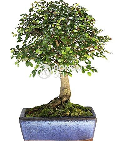 Bonsai - Olmo chino, 5 Años (Bonsai Sei - Zelkova)